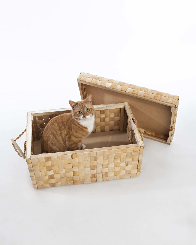 cat sits in a box